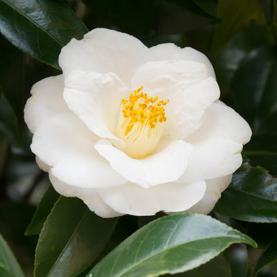 CAMELLIA SEED OIL: