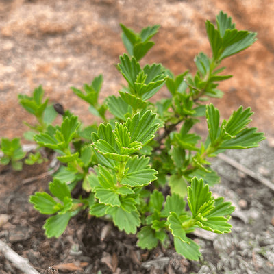 MYROTHAMNUS FLABELLIFOLIA EXTRACT: