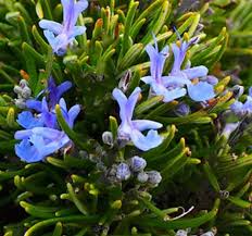 ROSEMARY LEAF OIL: