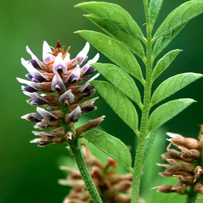LICORICE ROOT EXTRACT: