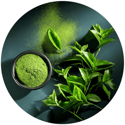 GREEN TEA EXTRACT: